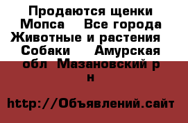 Продаются щенки Мопса. - Все города Животные и растения » Собаки   . Амурская обл.,Мазановский р-н